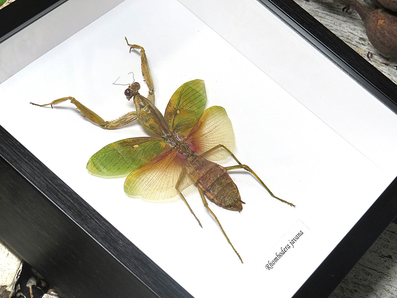 Rhombodera javana