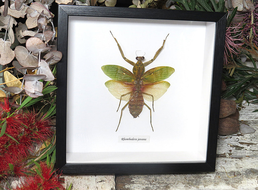 Rhombodera javana