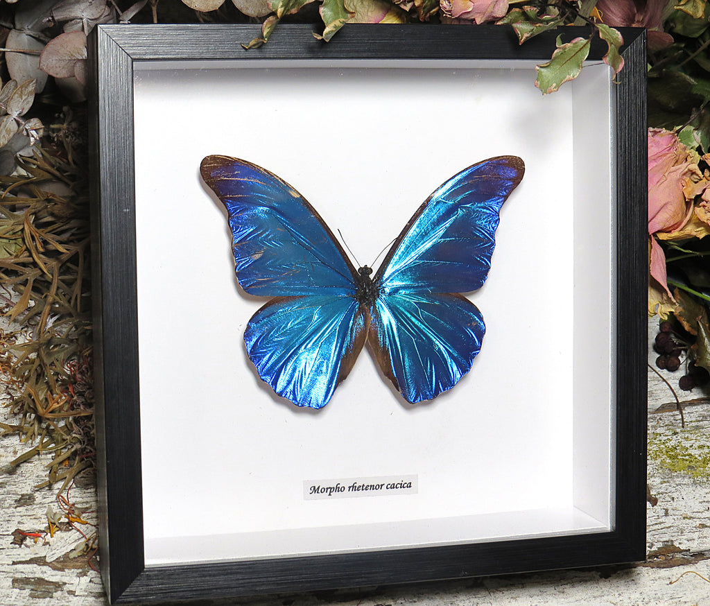 Morpho rhetenor cacica