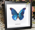 Morpho rhetenor cacica