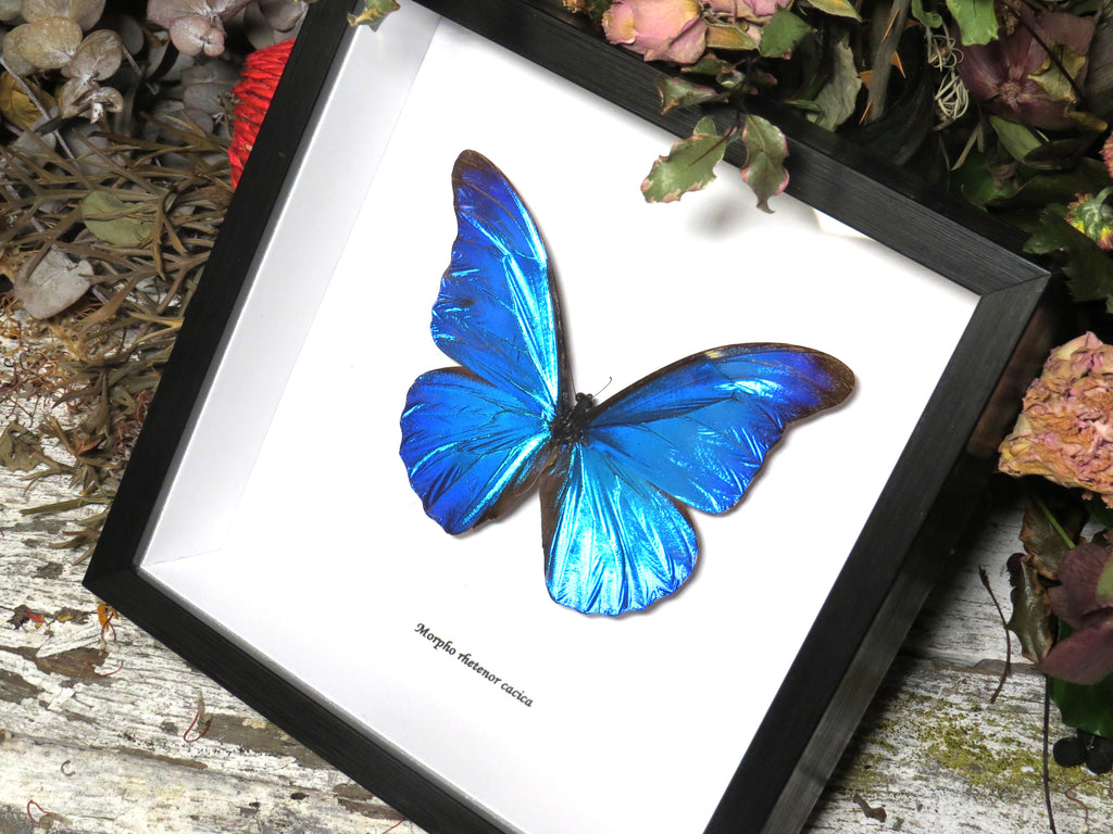 Morpho rhetenor cacica