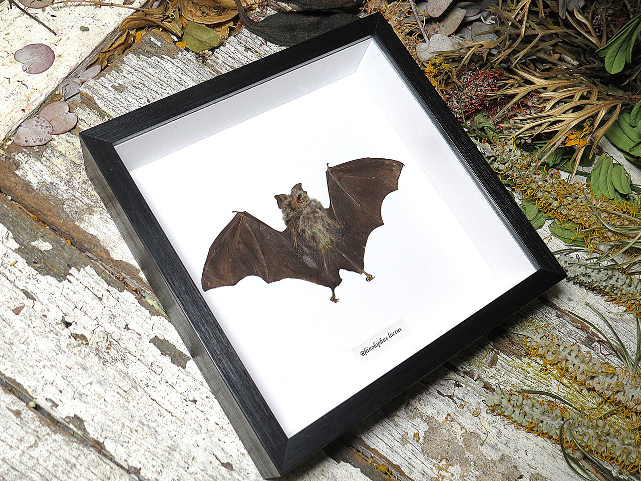 Rhinolophus luctus