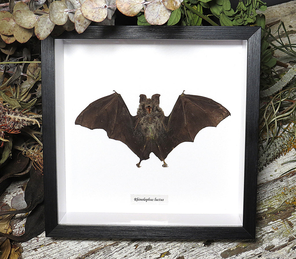 Rhinolophus luctus