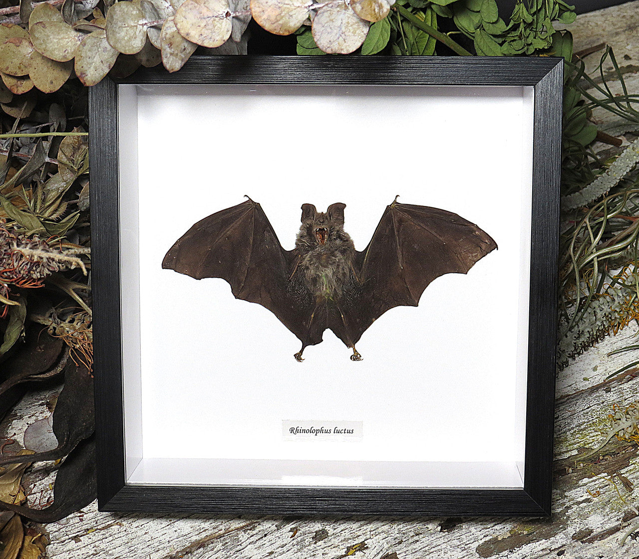 Rhinolophus luctus
