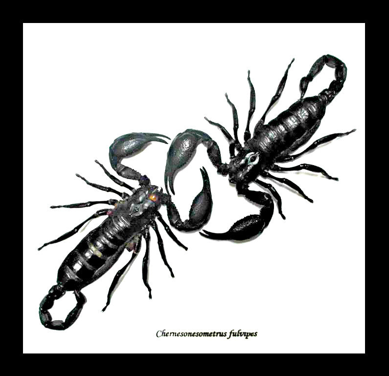 Scorpions framed Chernesonesometrus fulvipes Bits & Bugs 