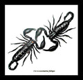 Scorpions framed Chernesonesometrus fulvipes Bits & Bugs 