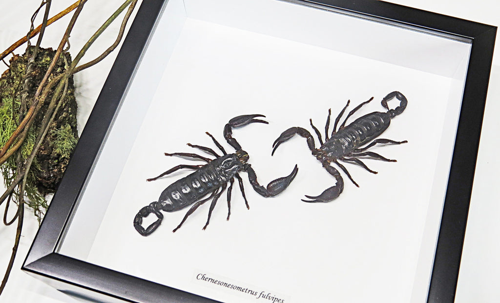 Scorpions framed Chernesonesometrus fulvipes Bits & Bugs 