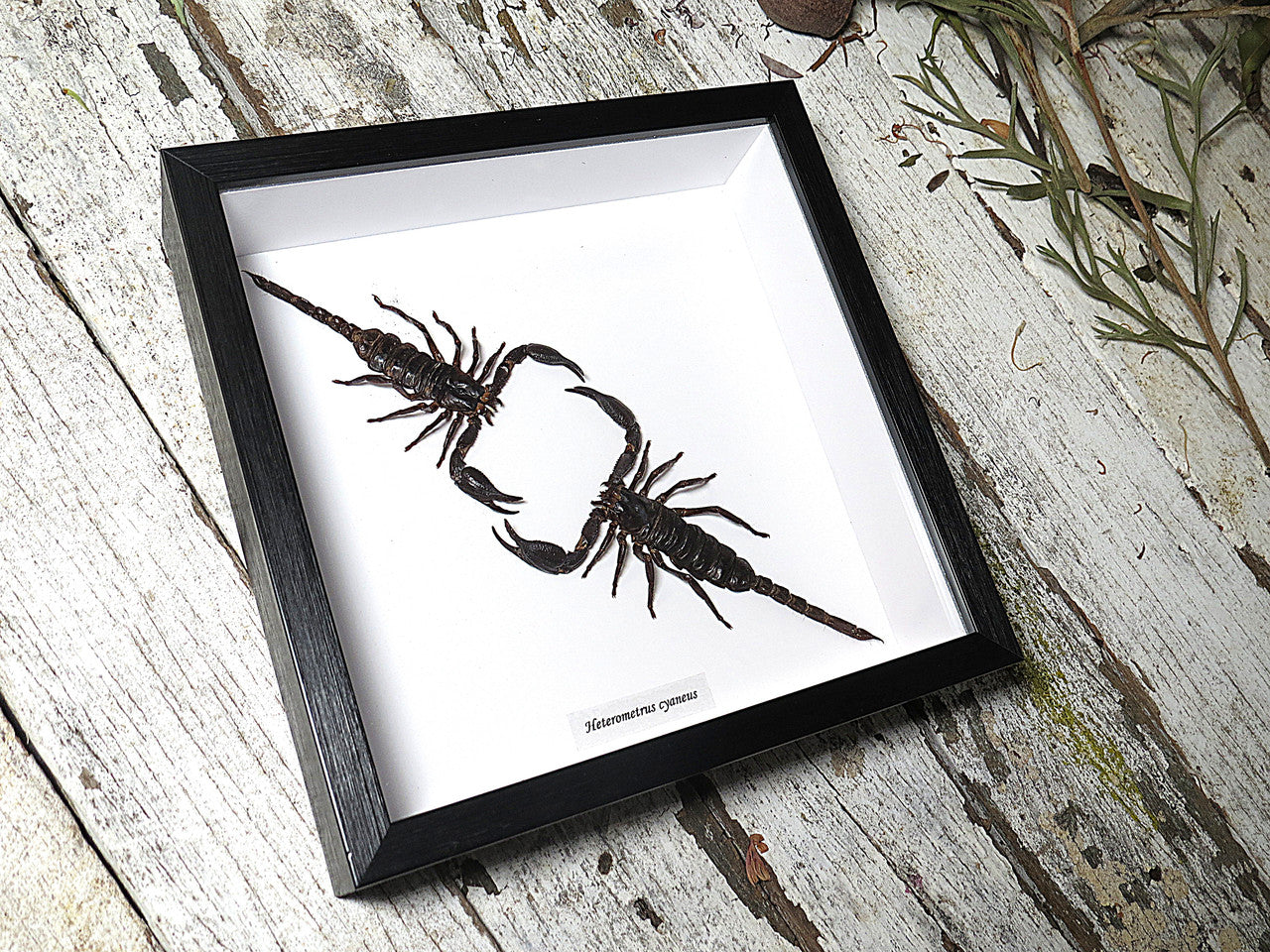 scorpion 