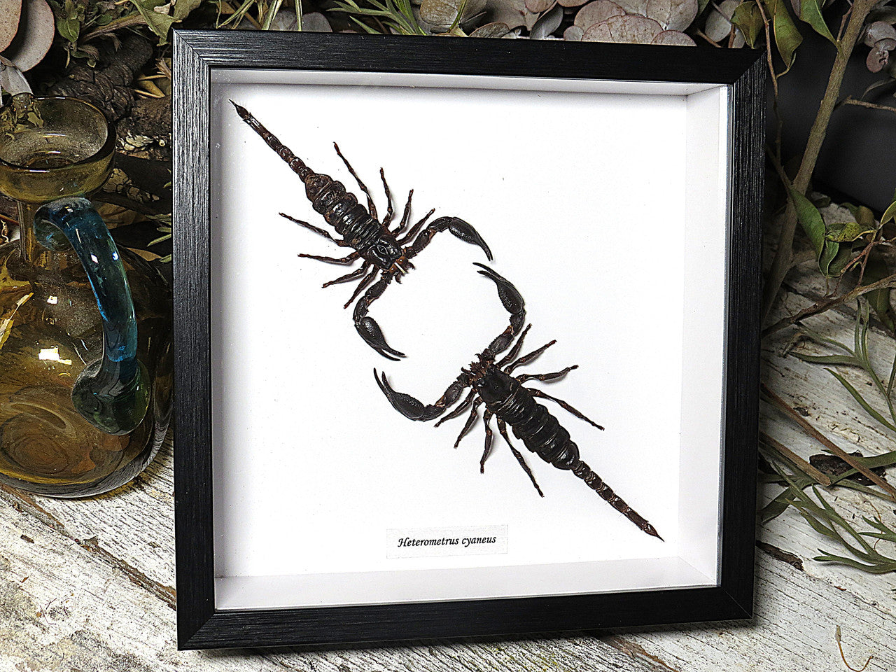 scorpion 