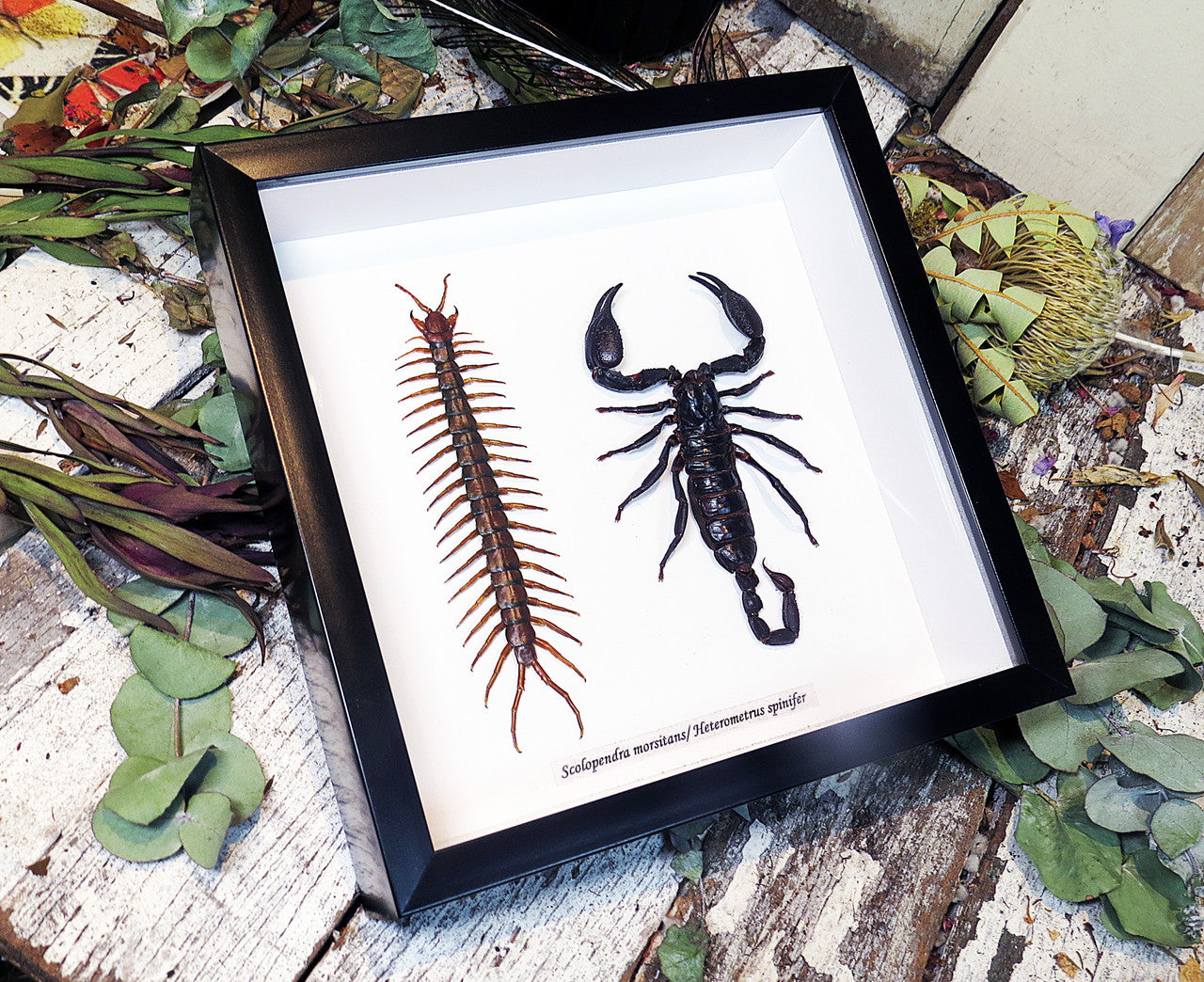 Scorpion + centipede