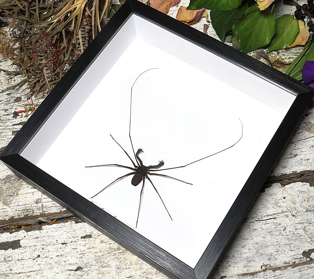 Stygophrynus dammermani cave spider