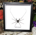 Stygophrynus dammermani cave spider