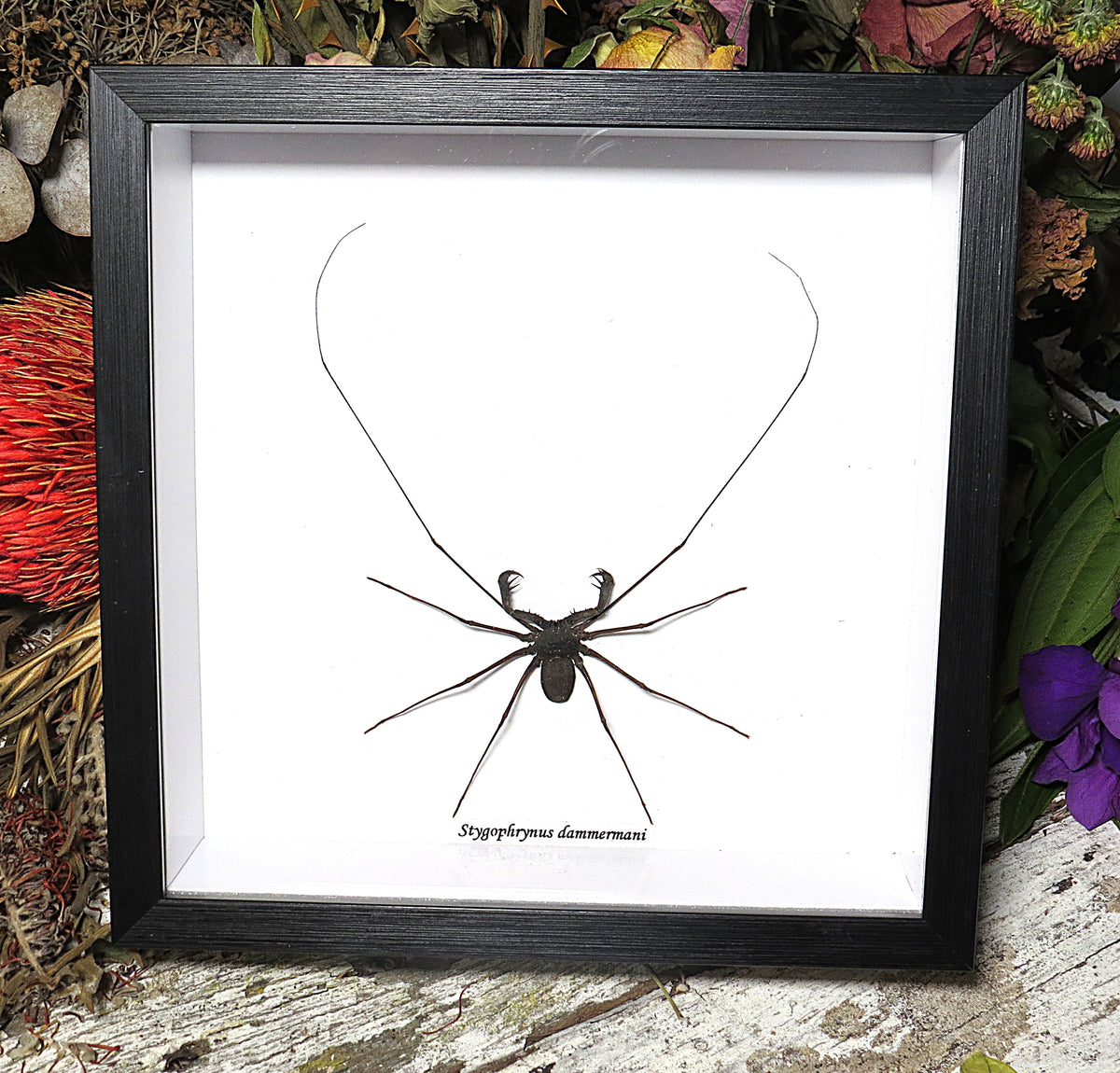 Stygophrynus dammermani cave spider