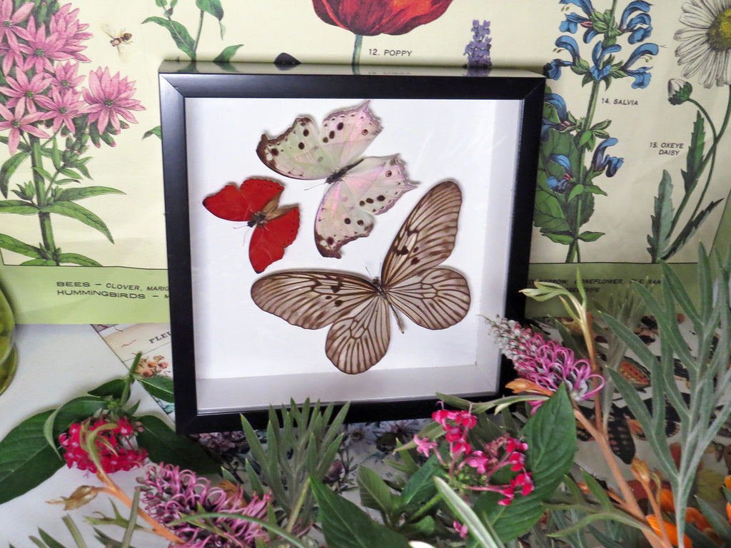 Butterfly trio 3