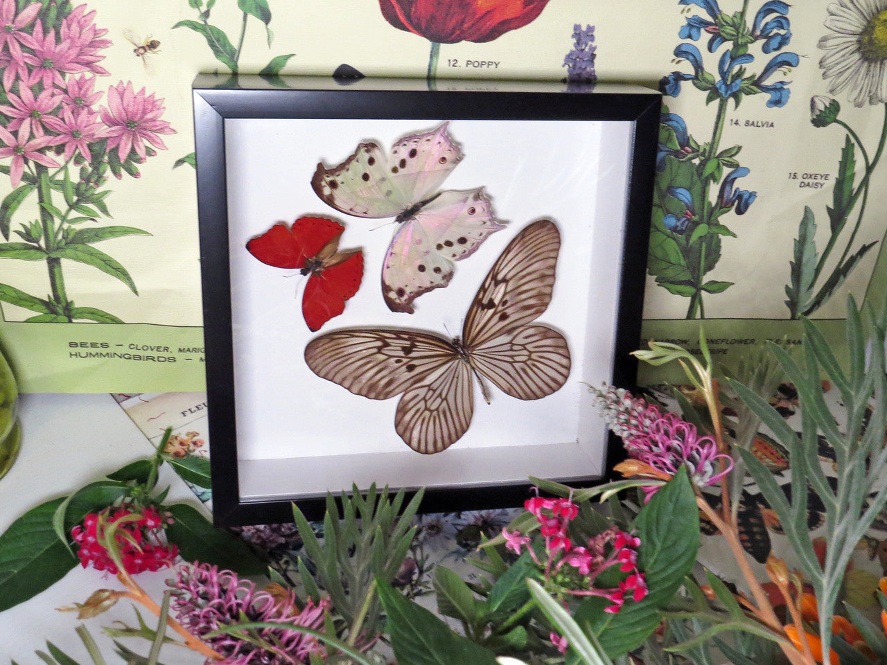 Butterfly trio 3