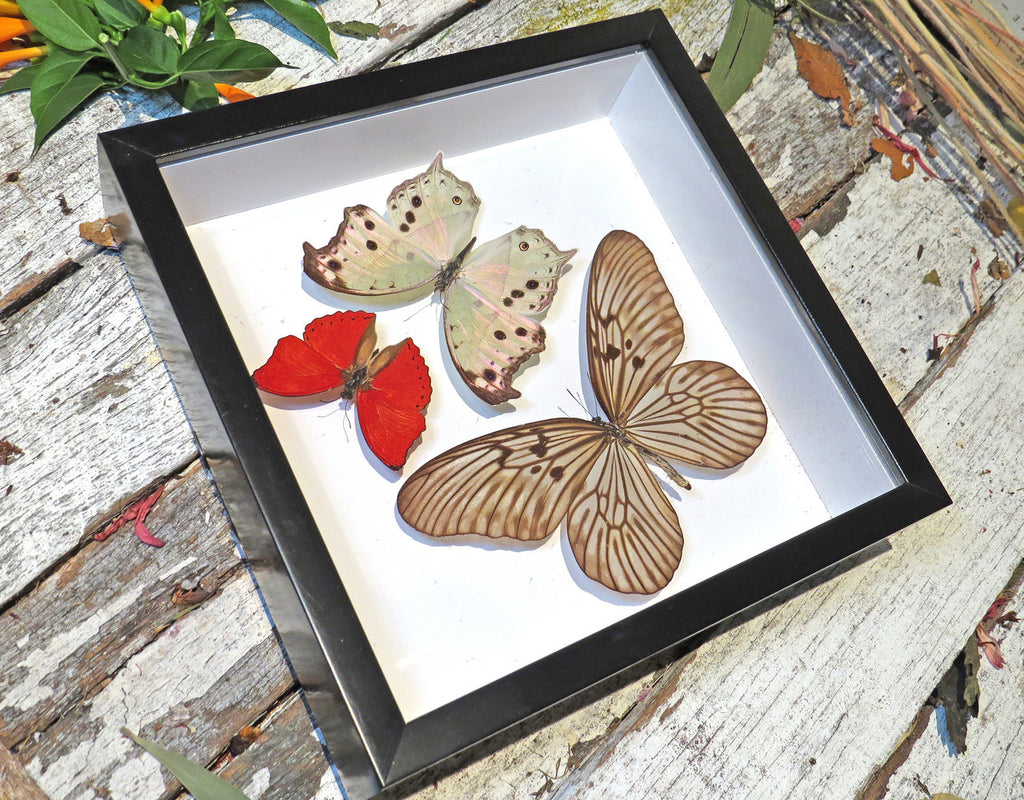 Butterfly trio 3