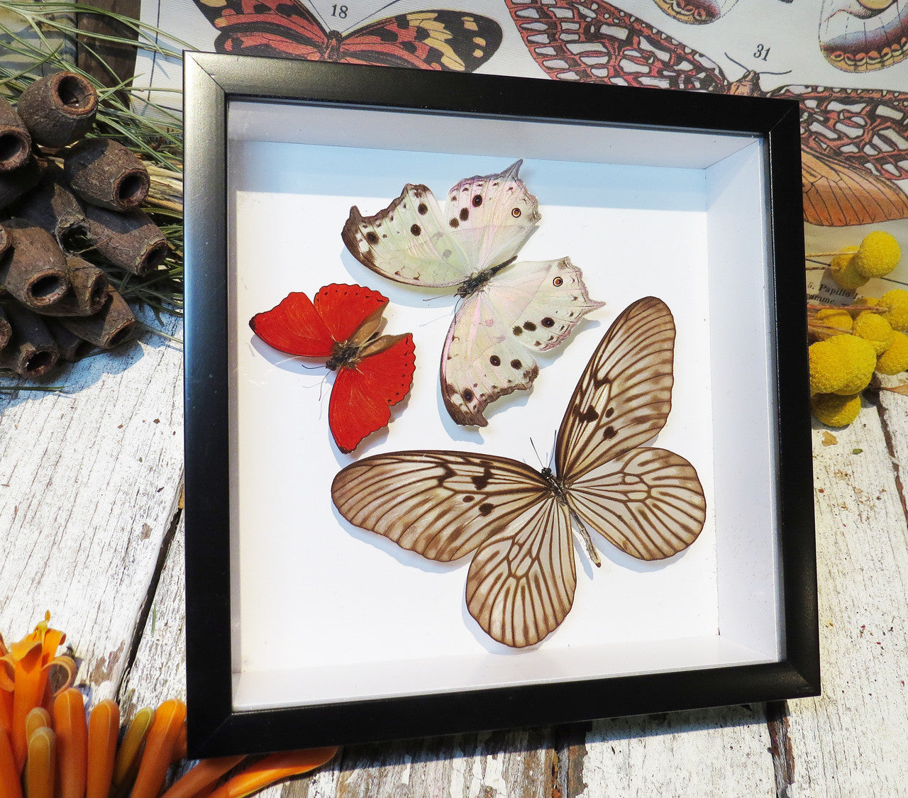 Butterfly trio 3