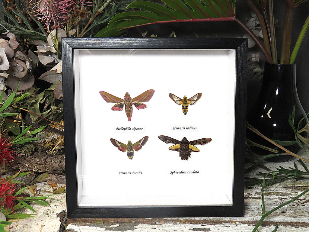 4 Moth
