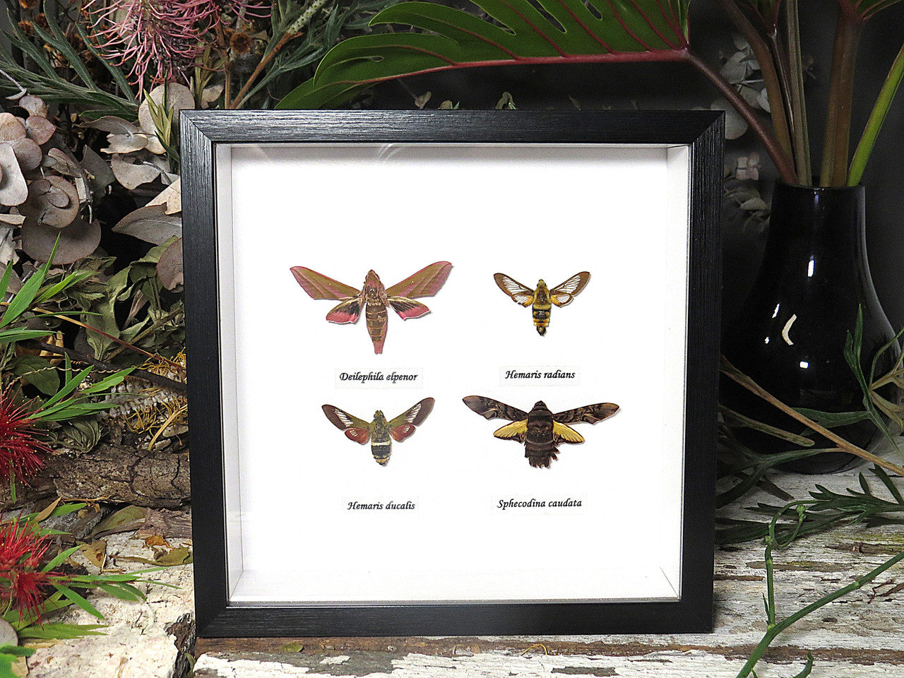 4 Moth