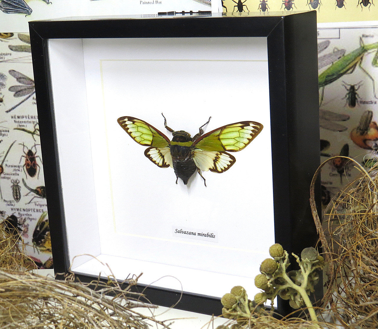 Salvazana mirabilis 