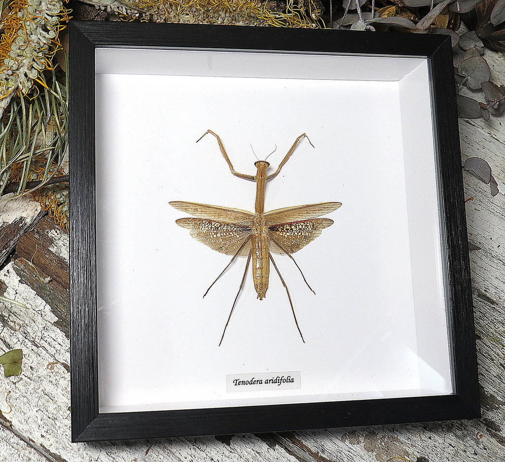 Tenodera aridifolia