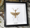 Tenodera aridifolia