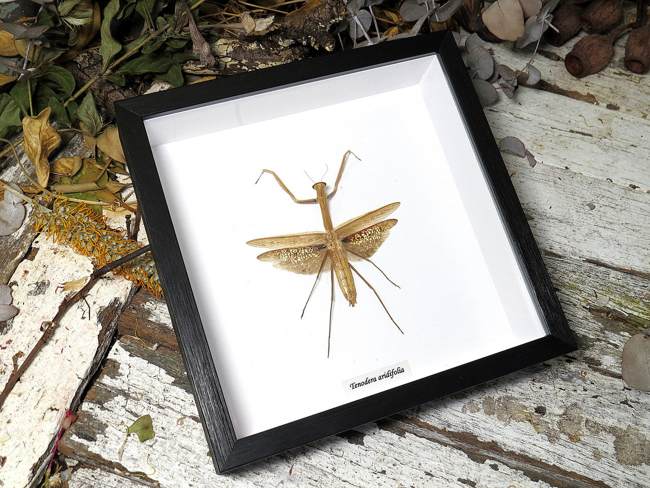 Tenodera aridifolia