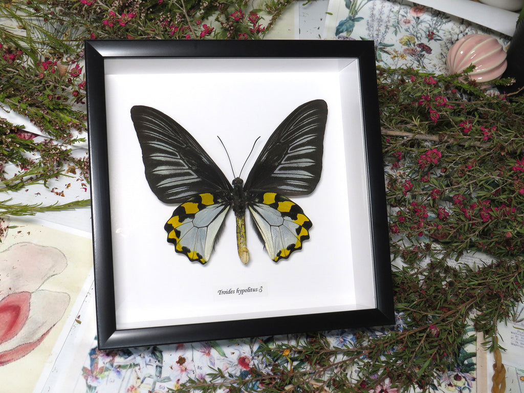 Troides hypolitus 