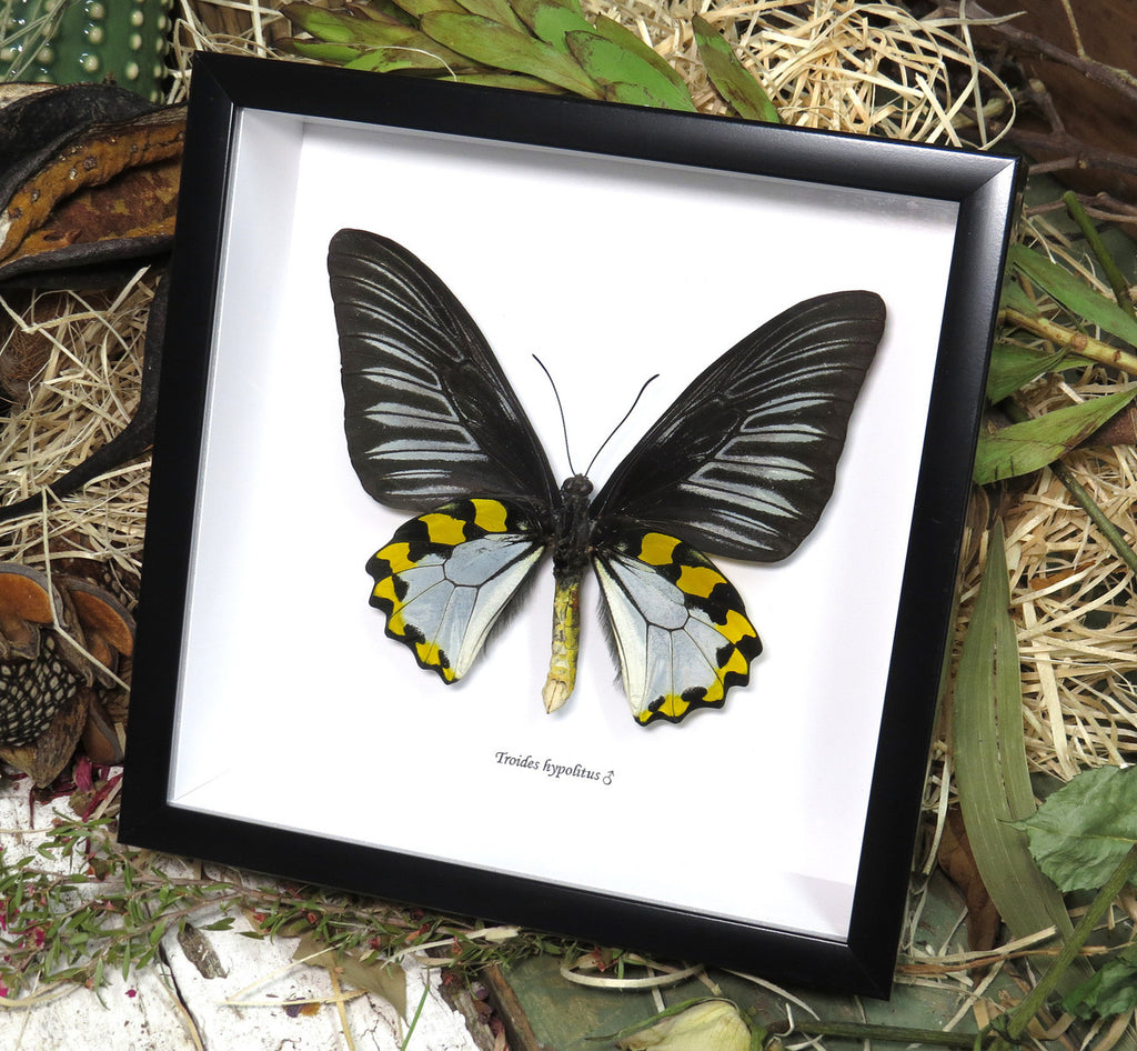 Troides hypolitus 