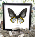 Troides hypolitus 