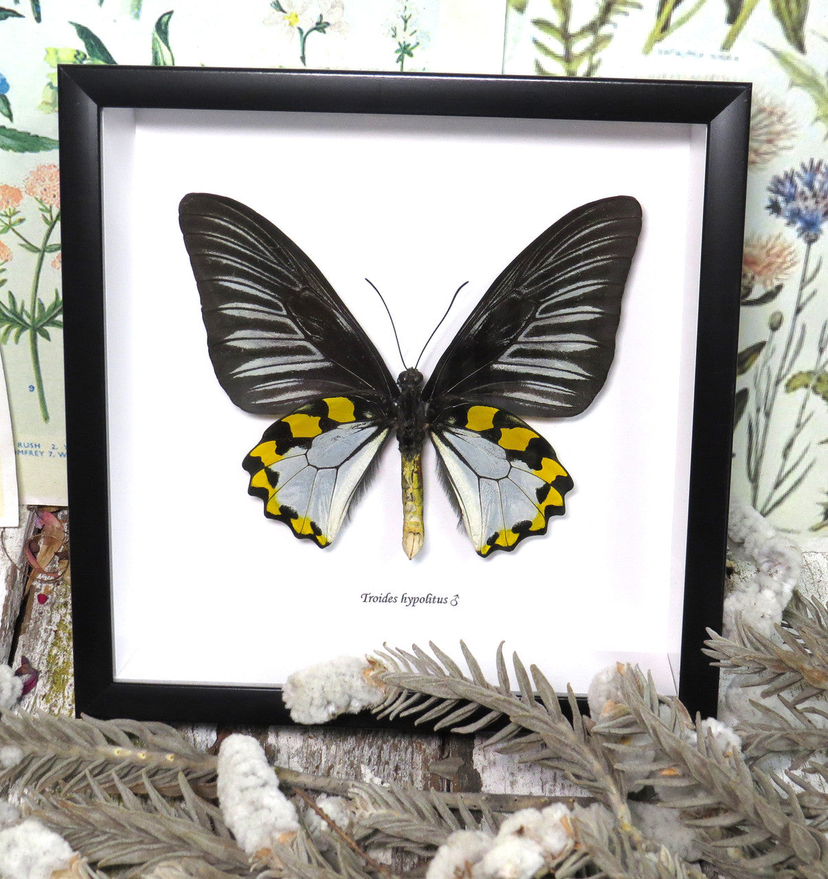 Troides hypolitus 