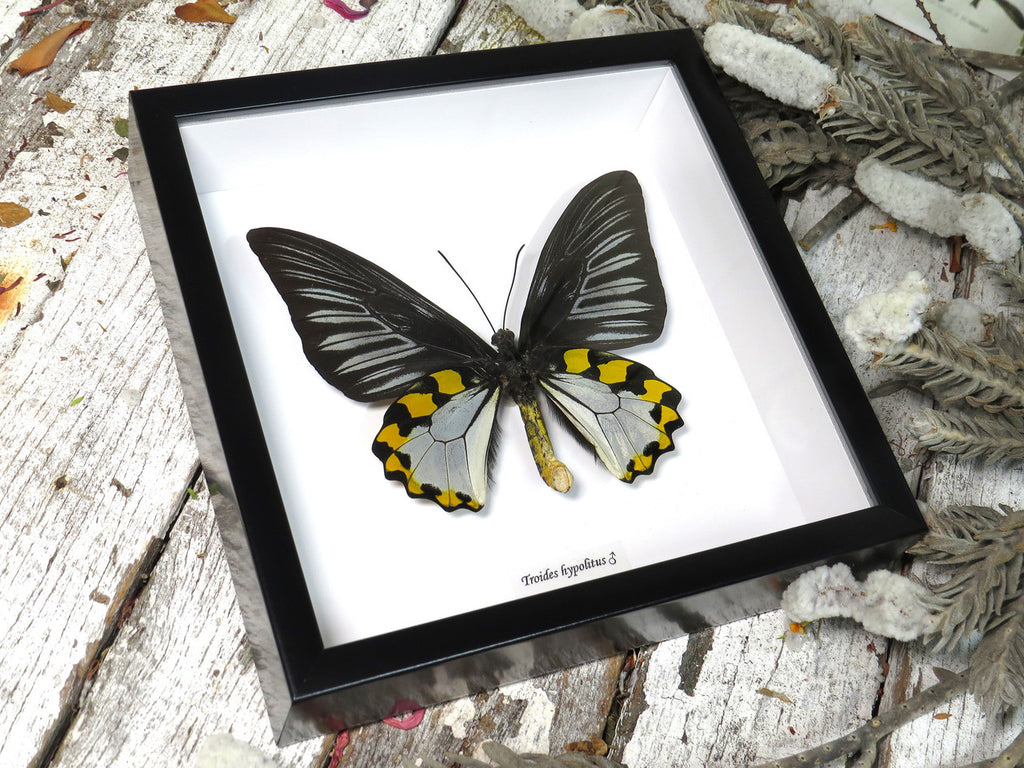 Troides hypolitus 