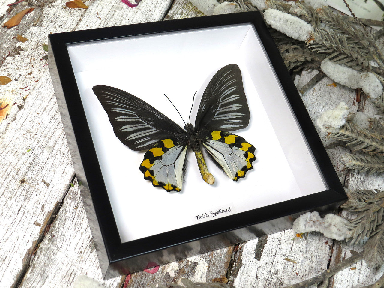 Troides hypolitus 