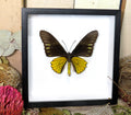 Troides helena