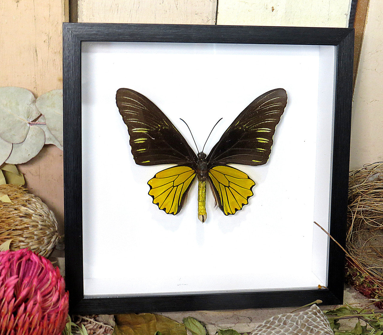 Troides helena