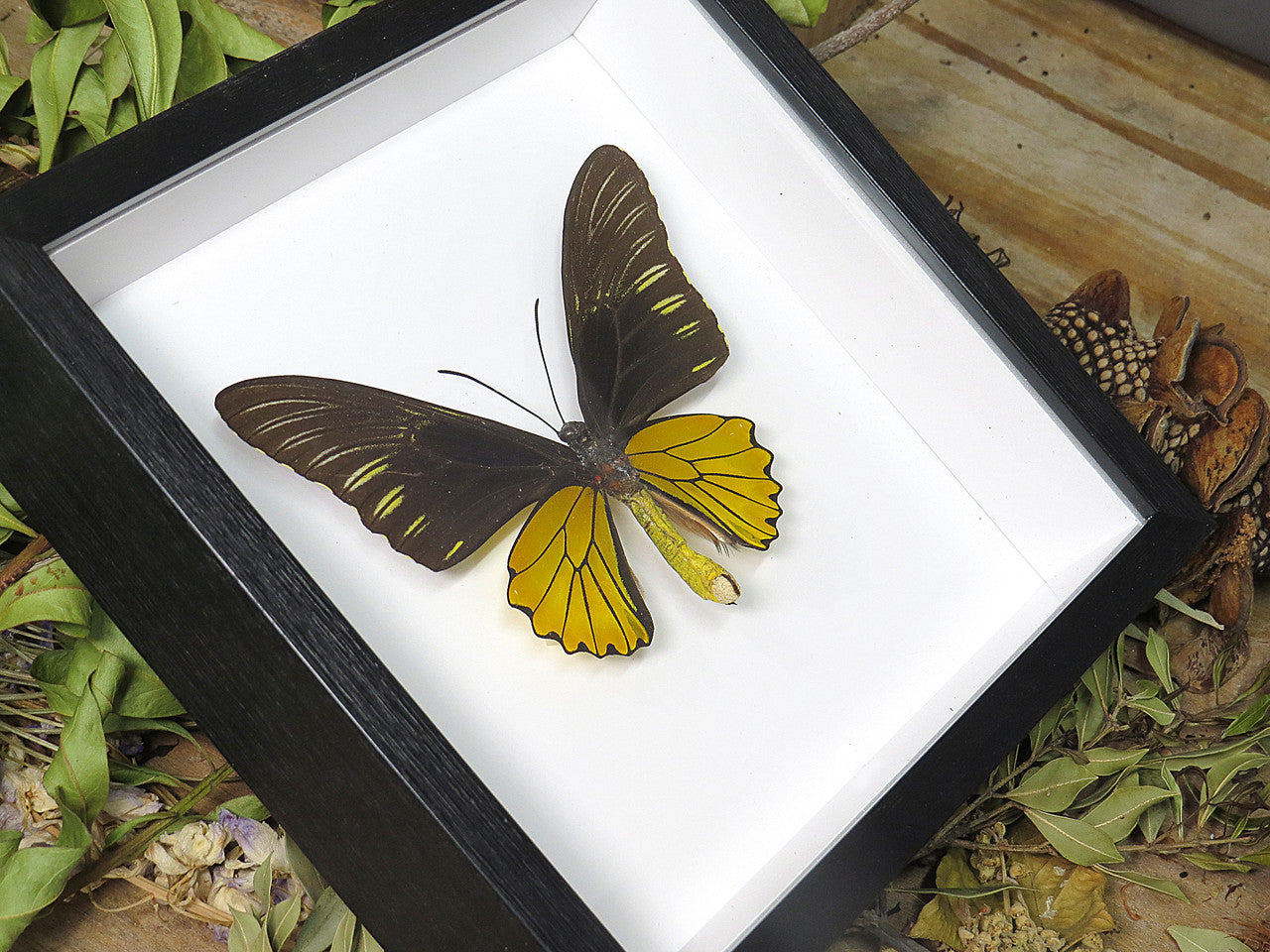 Troides helena