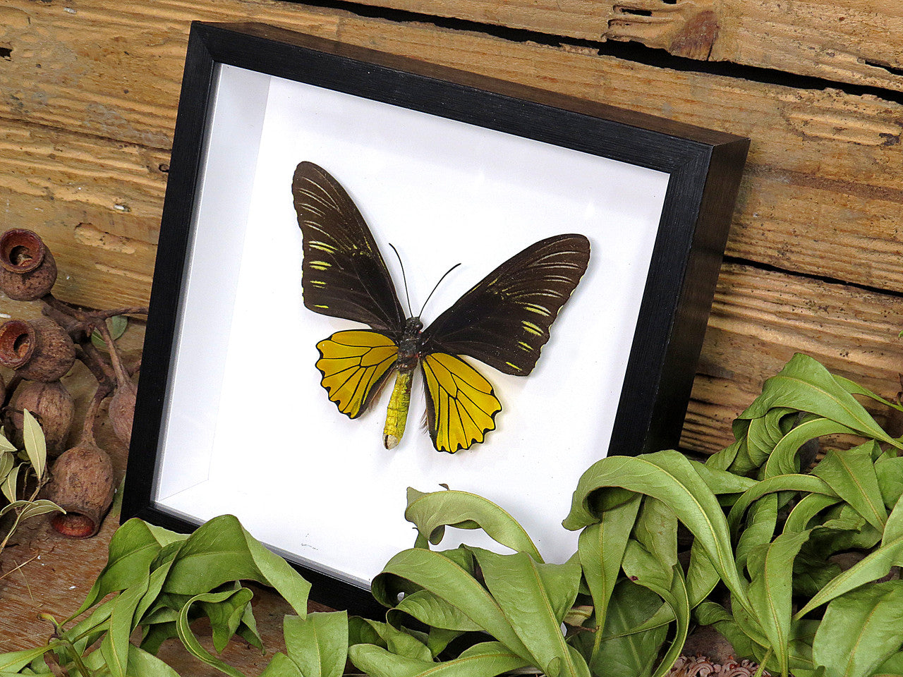 Troides helena