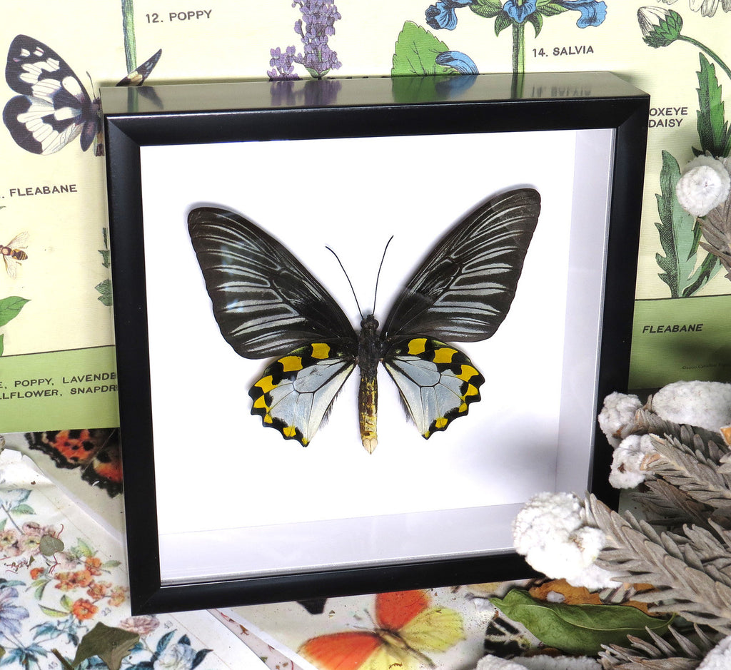 Troides hypolitus 