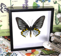 Troides hypolitus 