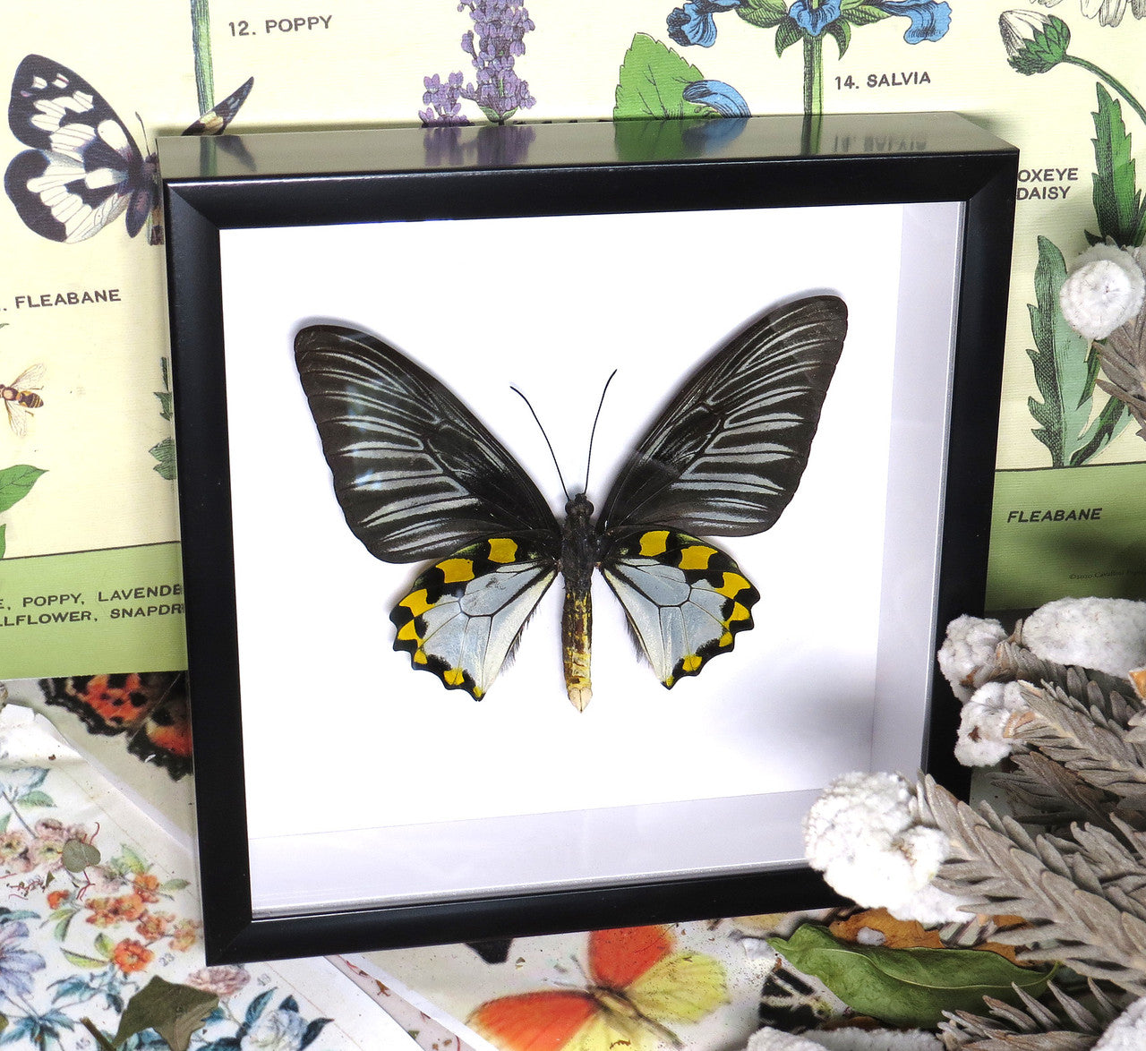 Troides hypolitus 