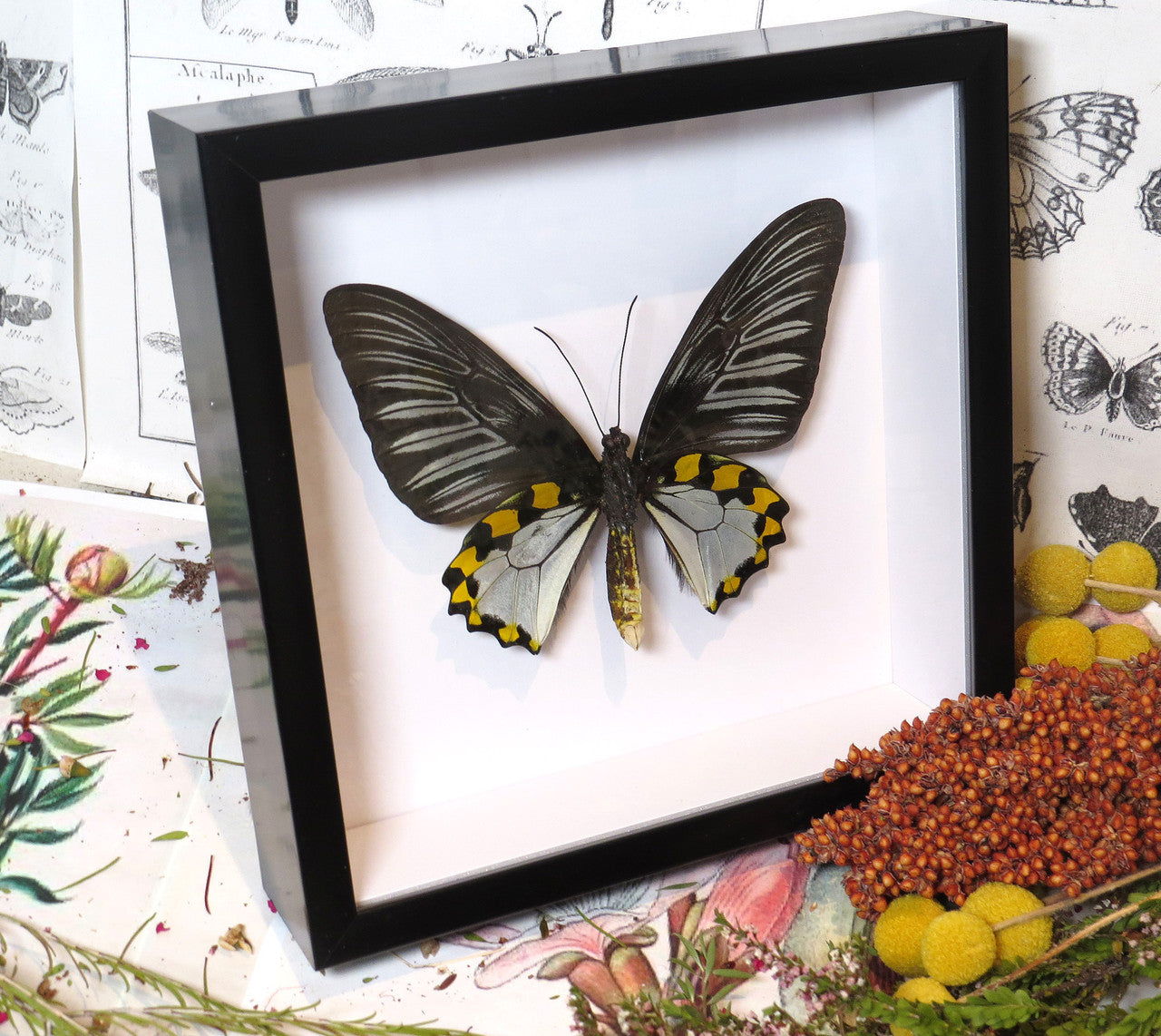Troides hypolitus 