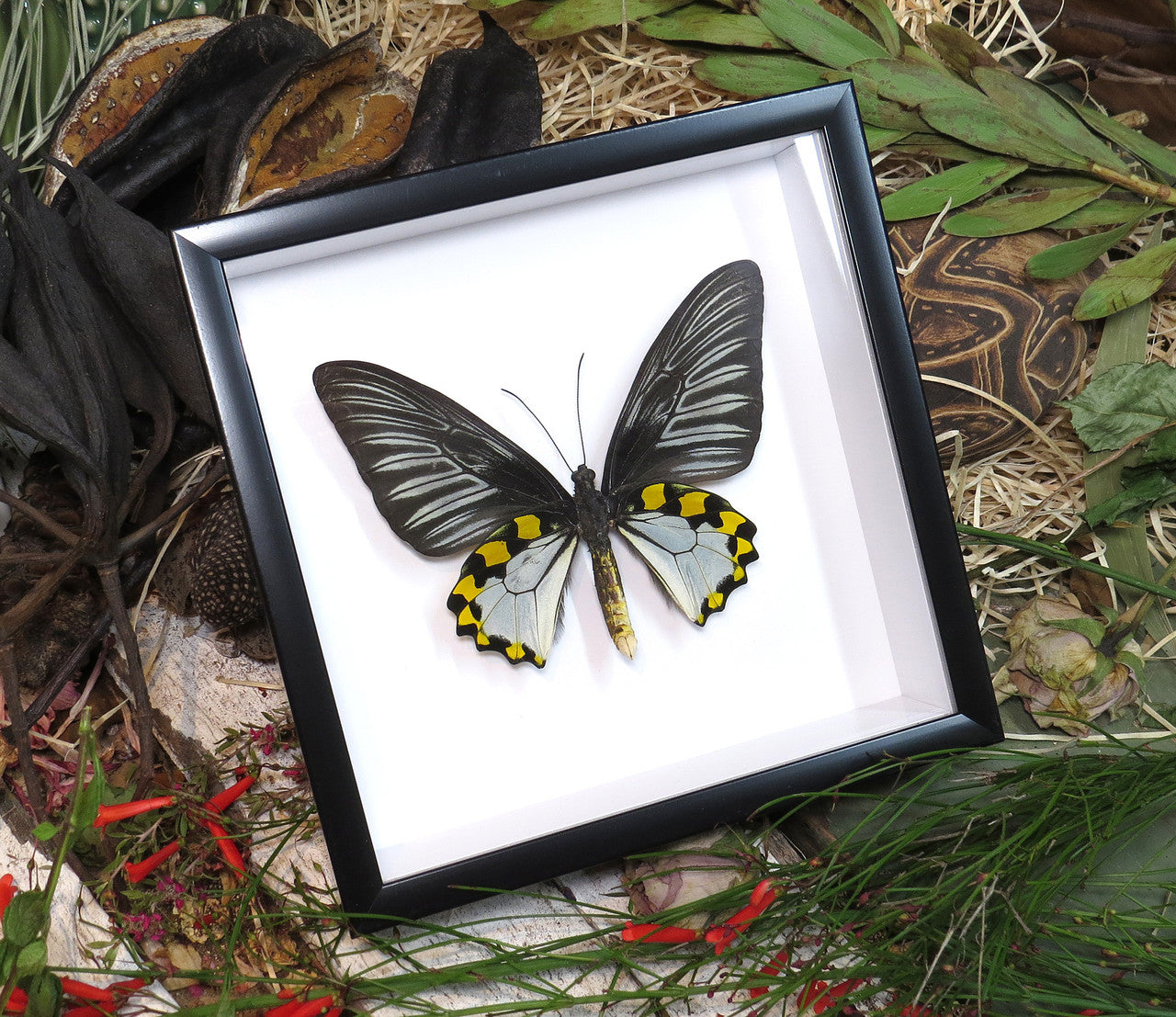 Troides hypolitus 