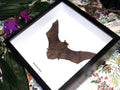 Tylonycteris pachypus