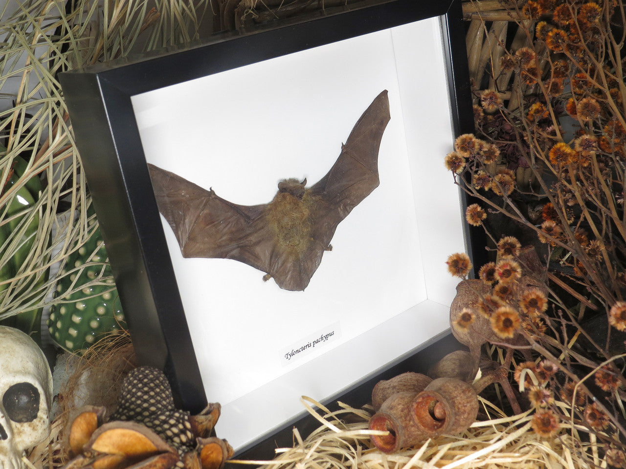 Tylonycteris pachypus