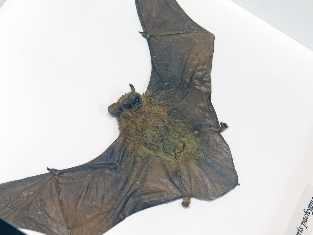Tylonycteris pachypus