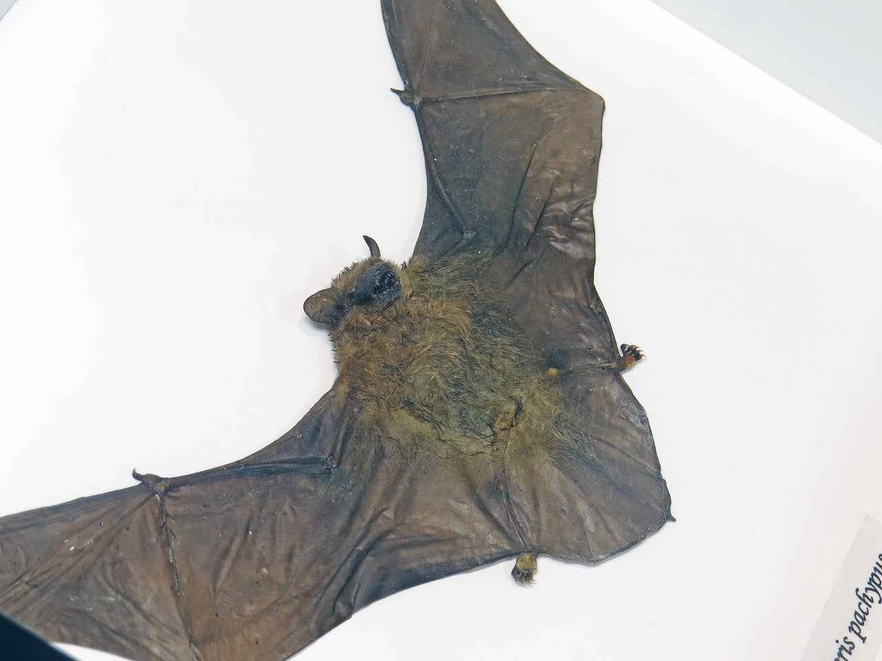 Tylonycteris pachypus