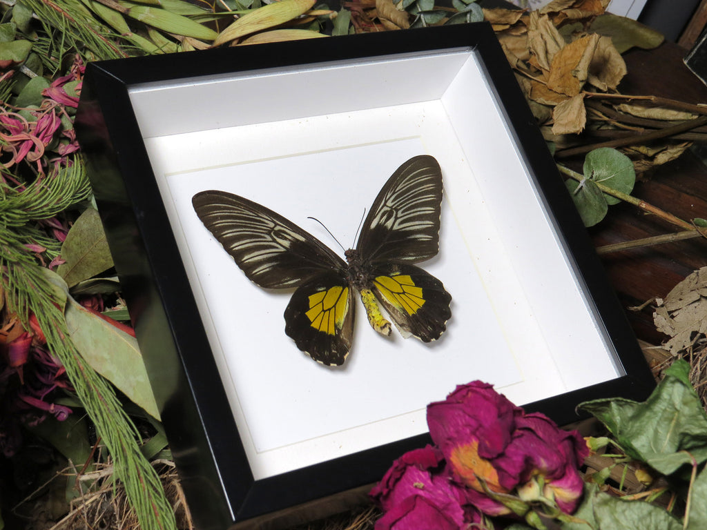 Troides rhadamantus