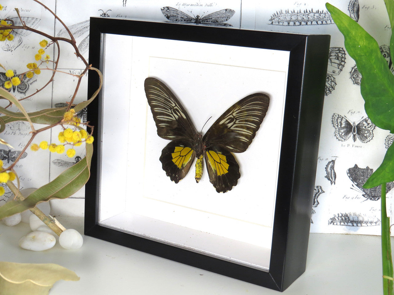 Troides rhadamantus