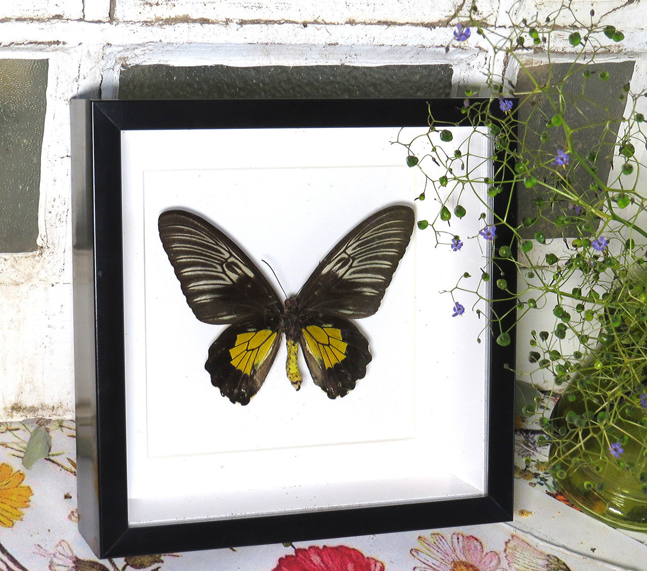 Troides rhadamantus