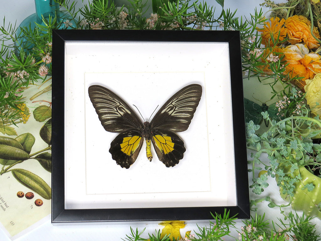 Troides rhadamantus